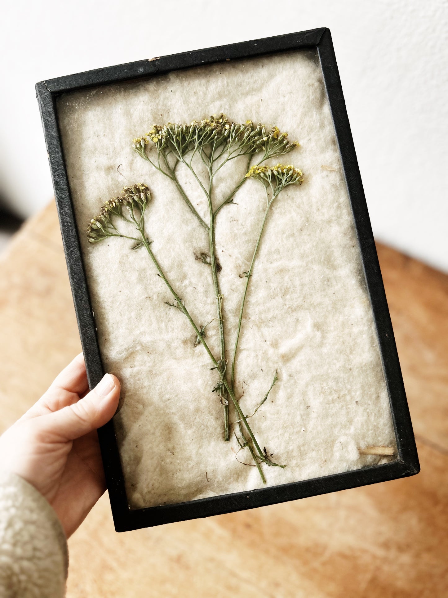 Antique Specimen Box