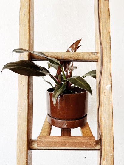 Vintage Ladder Shelf