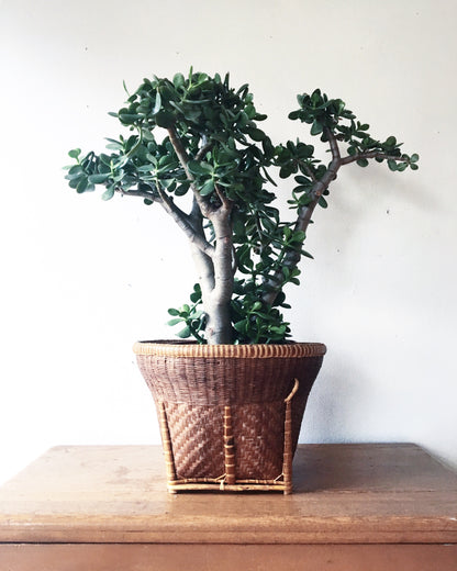 Mature Jade Plant