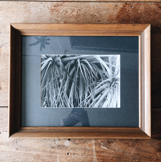 Vintage Original Photo of Agave