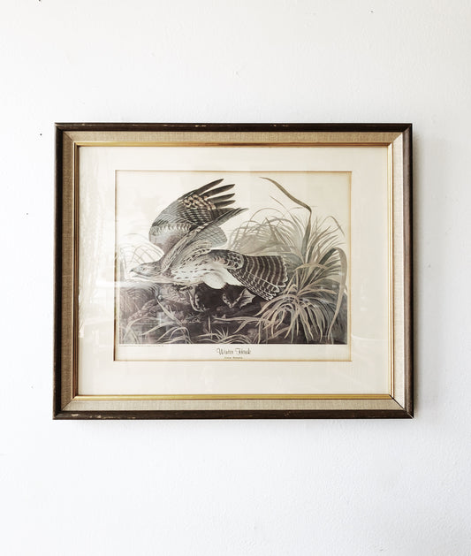 Vintage Framed Audubon Print