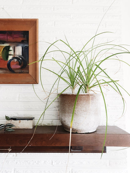 Vintage Pottery Plant Pot