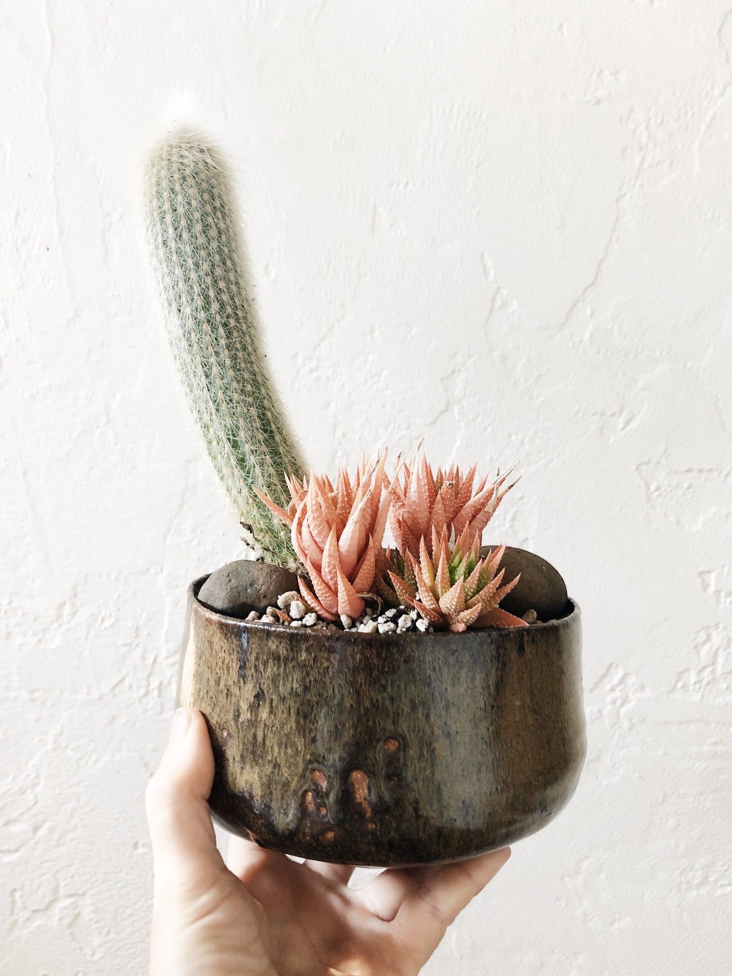 Succulent in Vintage Pottery