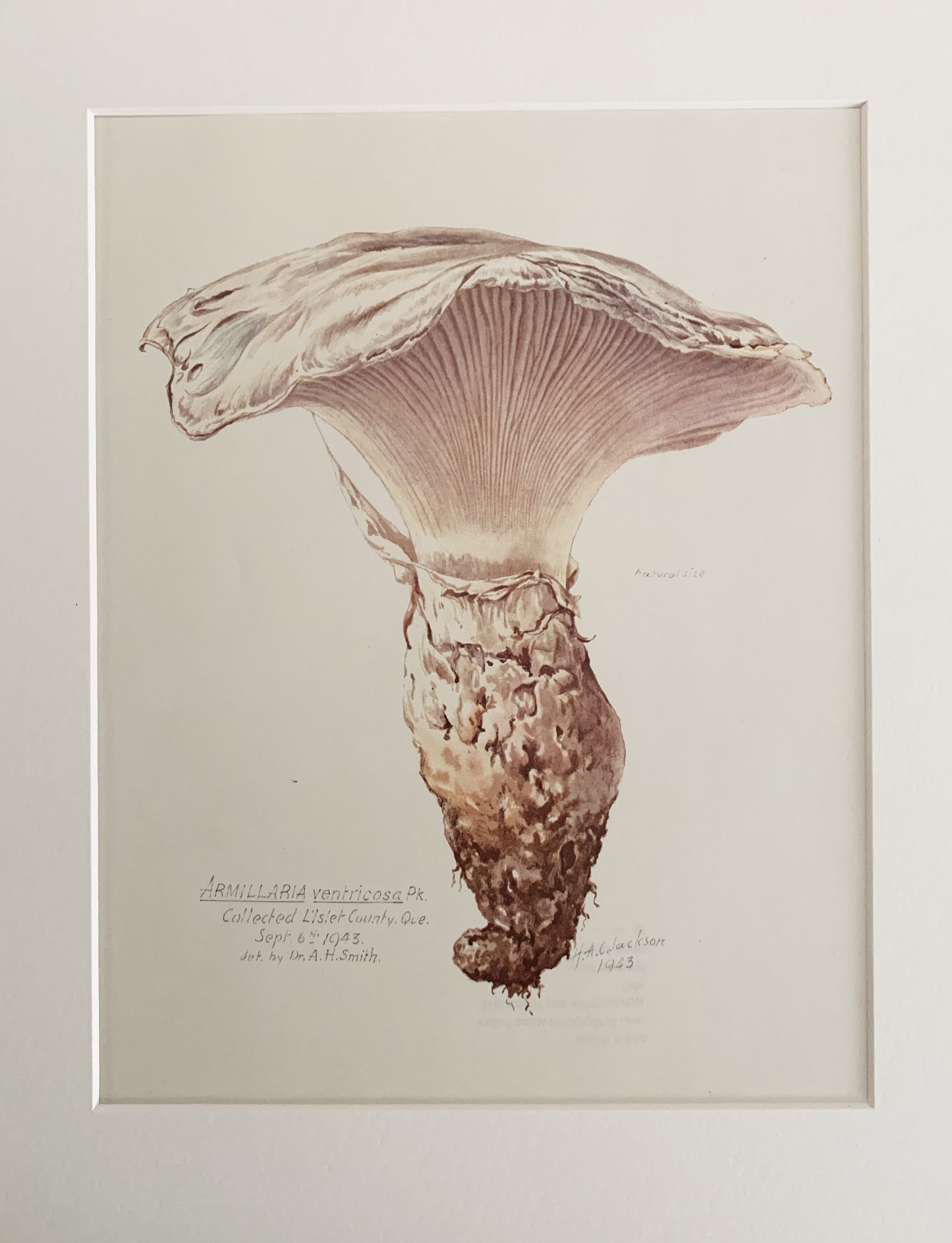 Vintage 1970’s Matted Mushroom Prints 11x14”