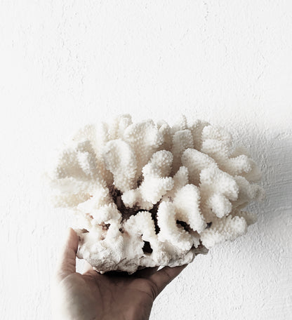 Large Coral Specimen