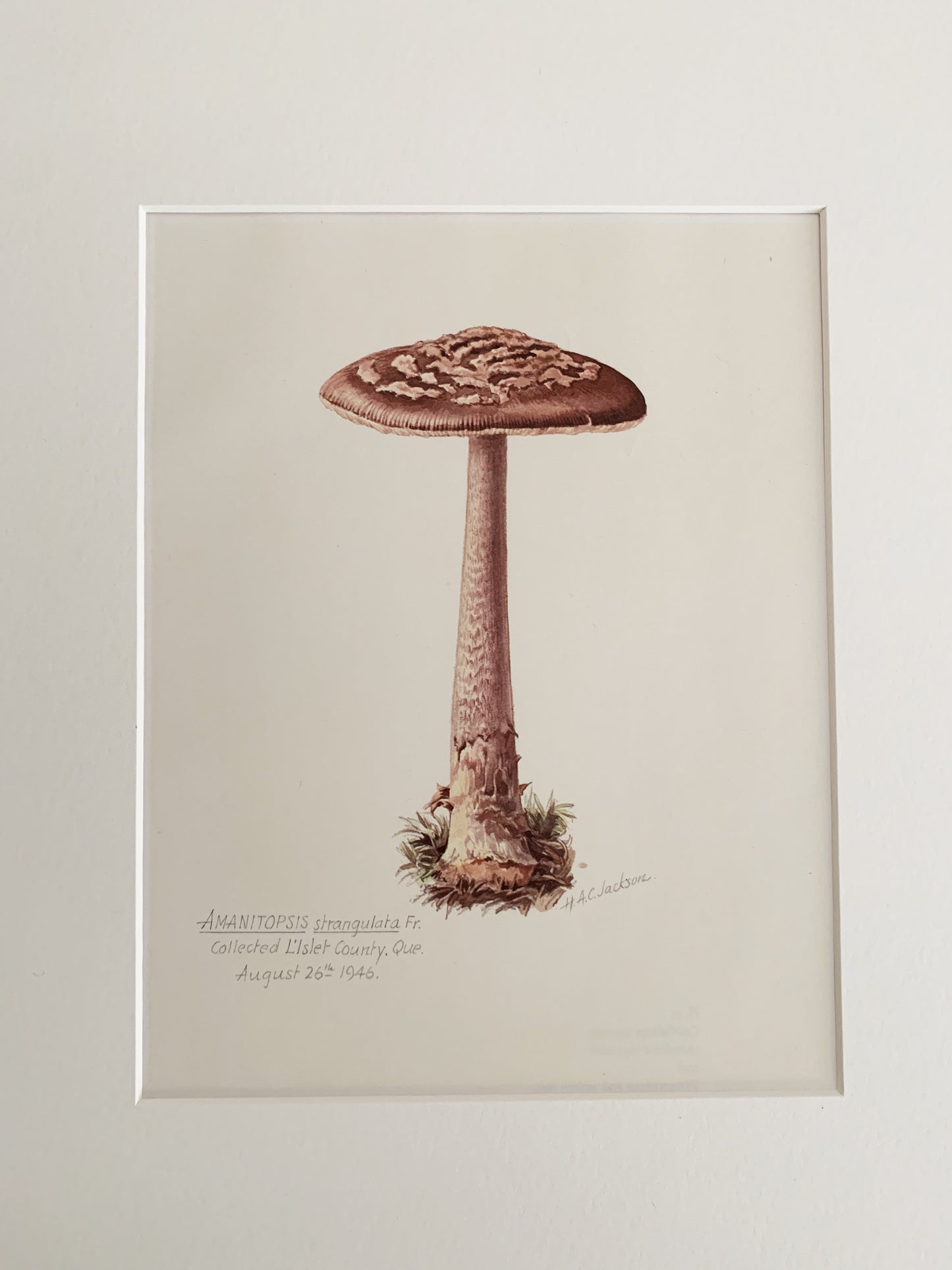 Vintage 1970’s Matted Mushroom Prints 11x14”